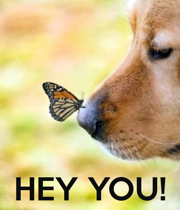 Hey You Butterfly Sitting On Dog's Nose Picture