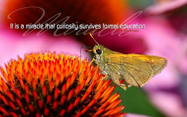 It is a miracle that curiosity survives formal education  - Albert Einstein..