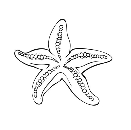Nice Starfish Tattoo Design