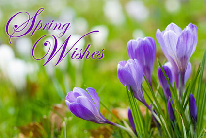 Spring Wishes Adorable Purple Flowers Picture