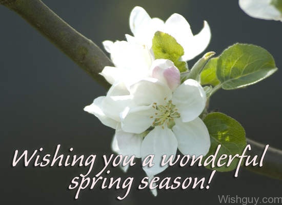 Wishing You A Wonderful Spring Season