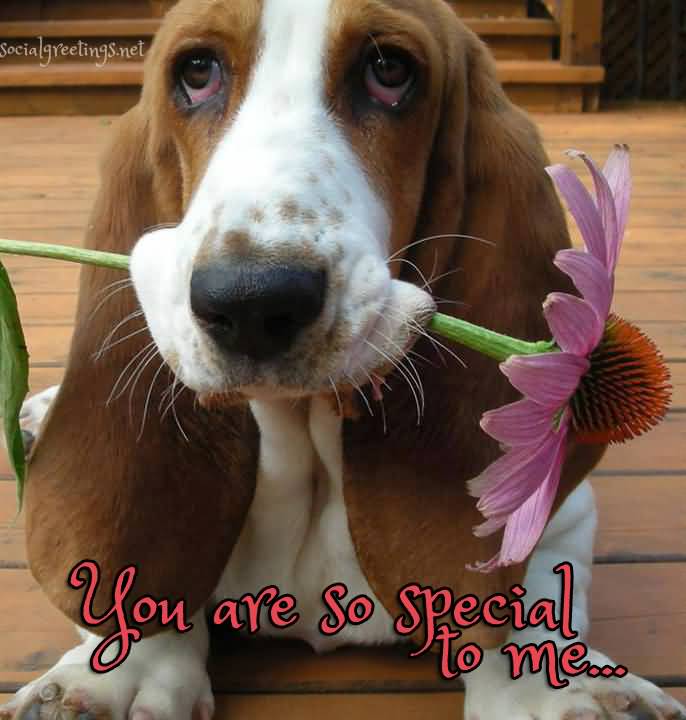 You Are So Special To Me Dog With Flower In Mouth Picture