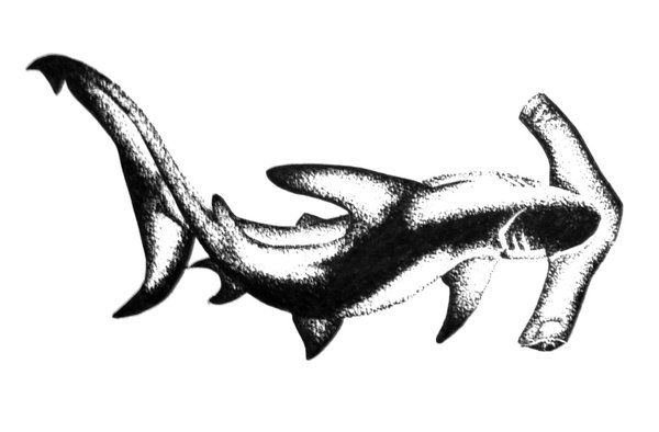 Amazing Black And Grey Hammerhead Shark Tattoo Design By Aingealdorcha