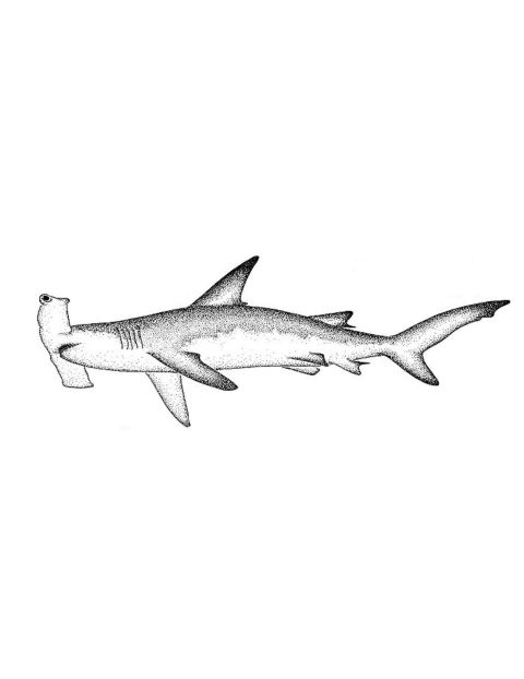 Nice Hammerhead Shark Tattoo Sketch