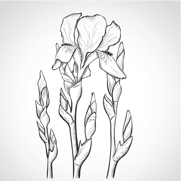 Black And White Iris Flower Tattoo Stencil