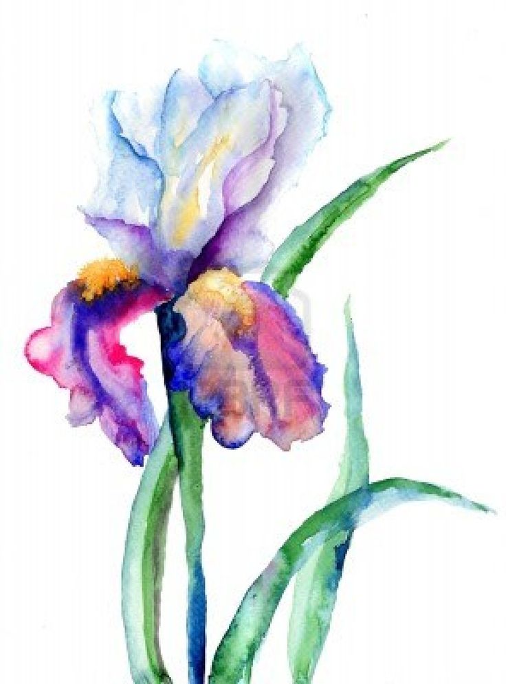 Wonderful Iris Flower Watercolor Tattoo Stencil