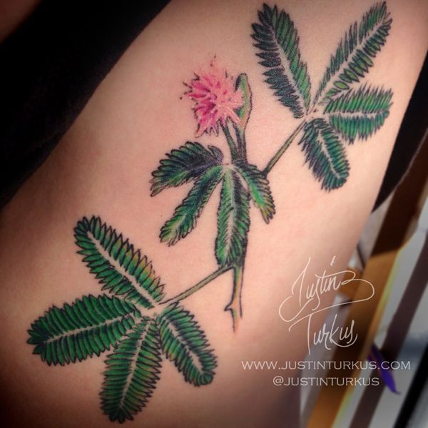 Attractive Flower Mimosa Plant Tattoo