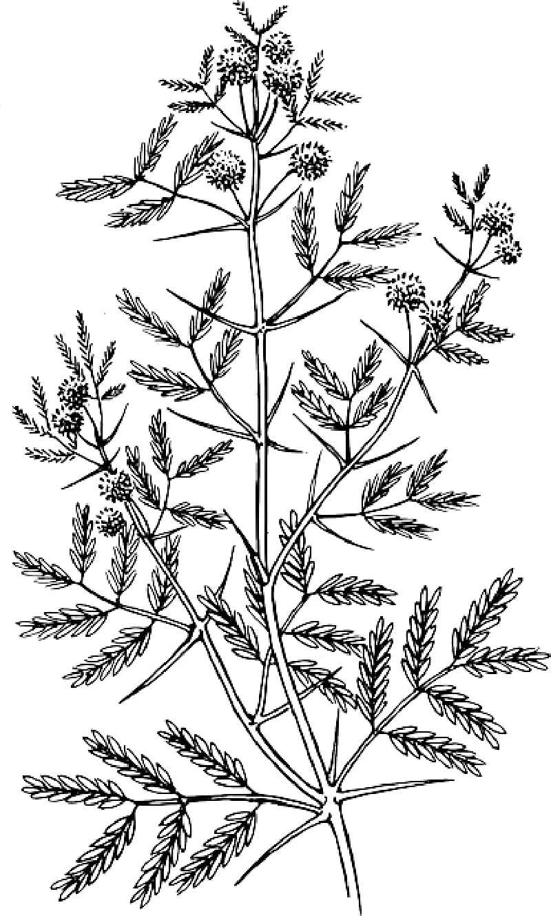 Black And White Acacia Plant Tattoo Stencil