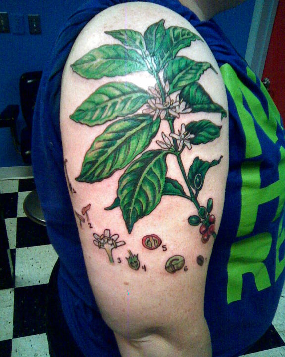Brilliant Coffee Plant Tattoo On Right Shoulder For Men