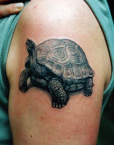 Brilliant Tortoise Tattoo On Left Shoulder