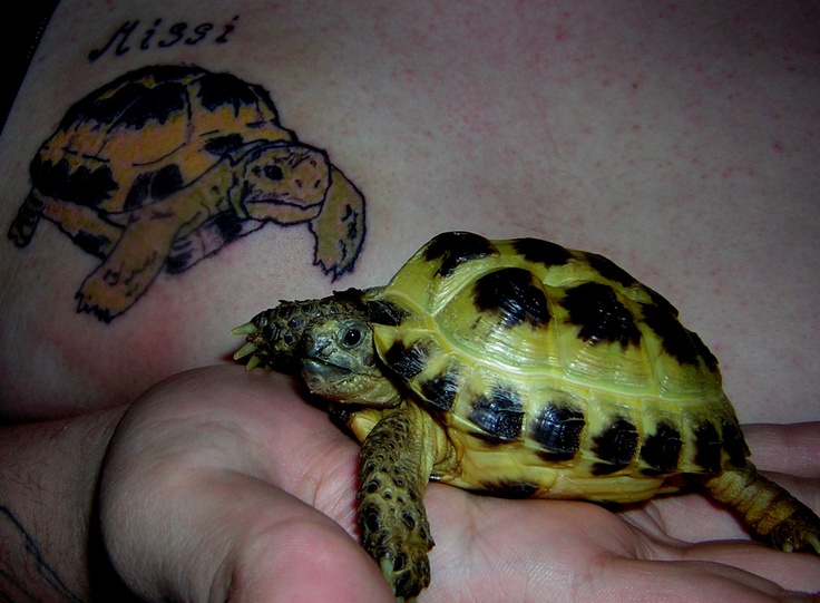 Colored Tortoise Tattoo