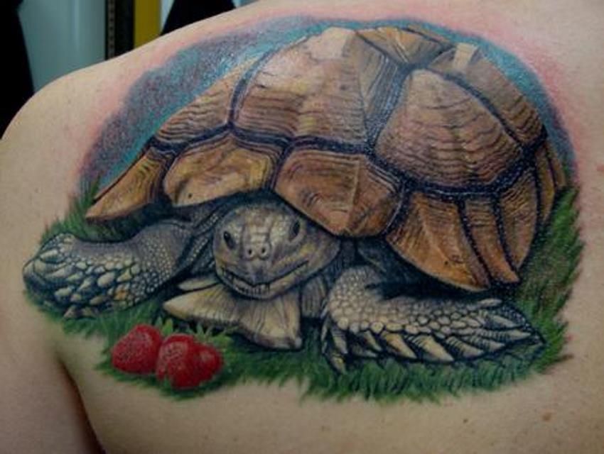 Colorful Tortoise With Grass Tattoo On Left Back Shoulder