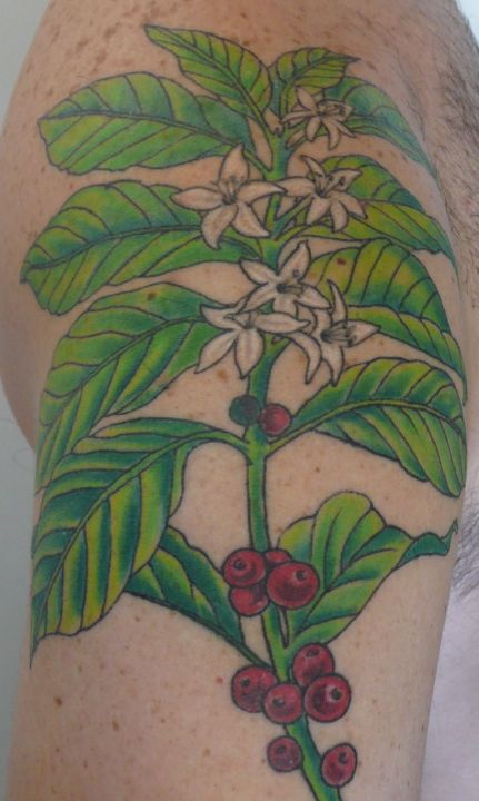 Lovely Coffee Plant Tattoo