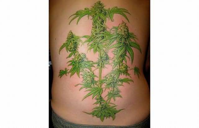 Nice Cannabis Plant Tattoo On Back