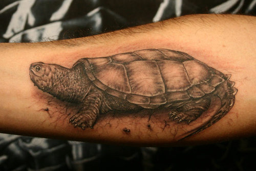 Realistic Grey Tortoise Tattoo On Forearm