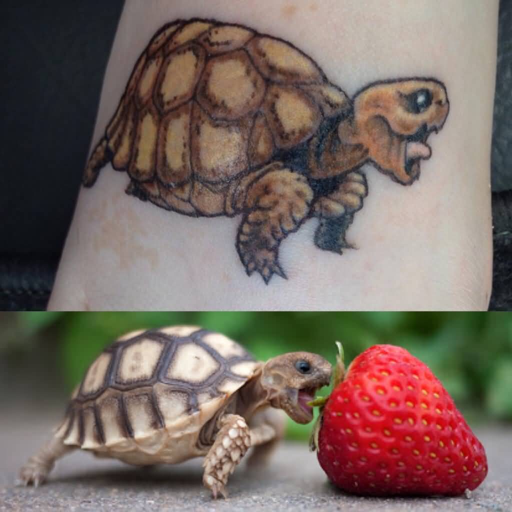 Small Tortoise Trying To Eat Tattoo