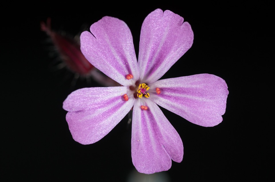 Adorable Purple Flower Close Up Picture
