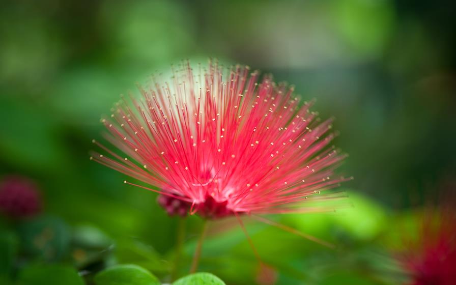 Amazing Pink Flower