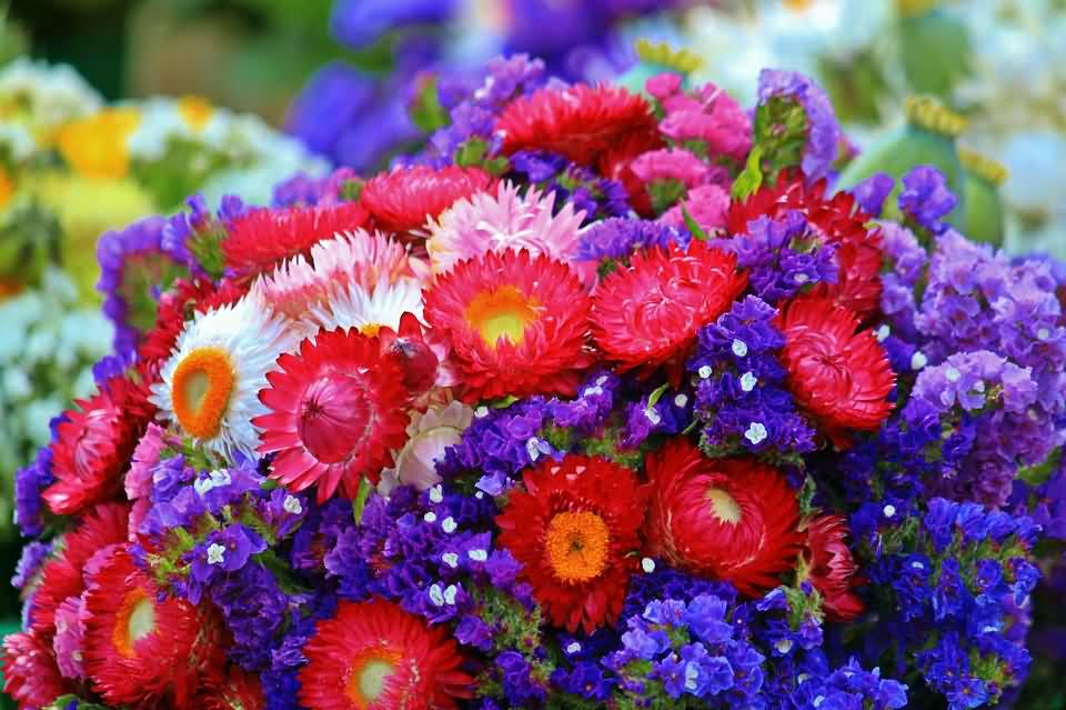 Beautiful Flowers Picture