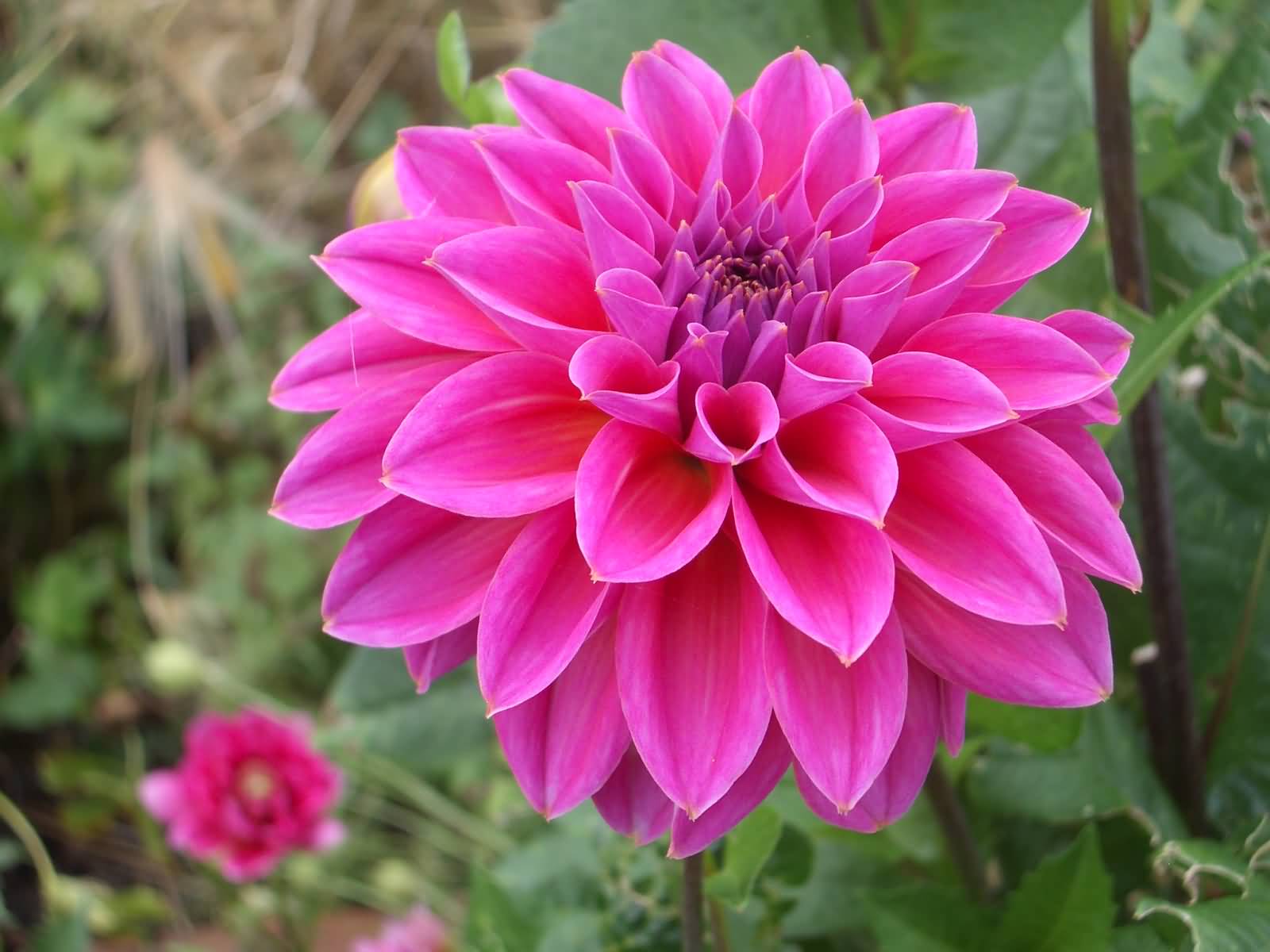 Beautiful Pink Dahlia Flower Picture