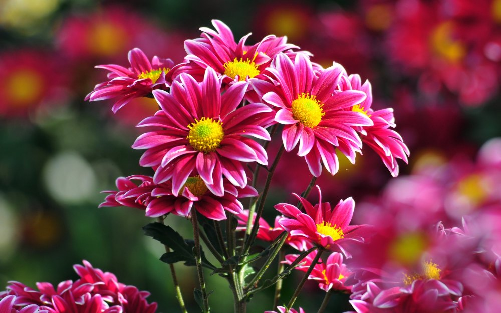 Beautiful Pink Flower Image