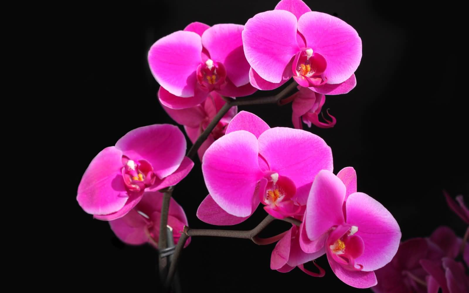 Beautiful Pink Flowers Picture