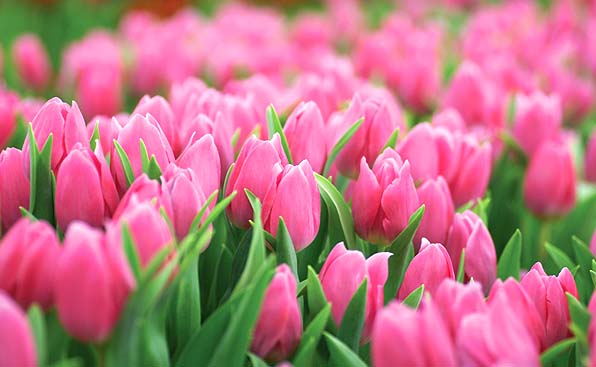 Beautiful Pink Tulip Flowers Field