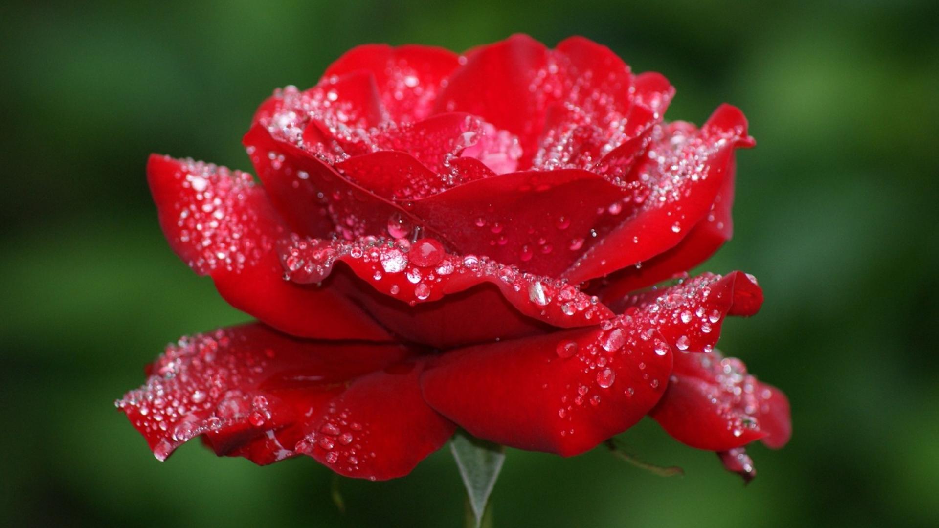 Beautiful Red Rose Flower With Water Droplets