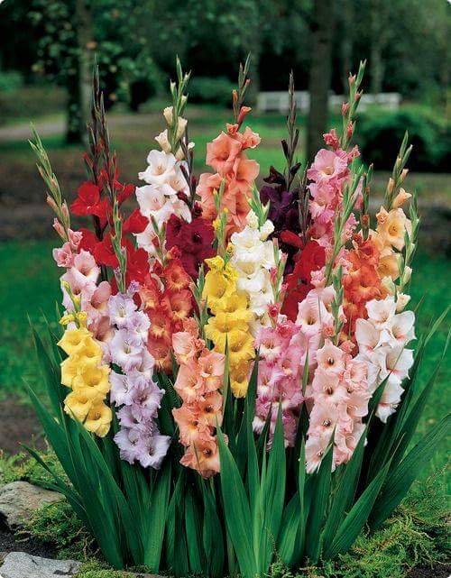 Colorful Gladiolus Flowers Picture