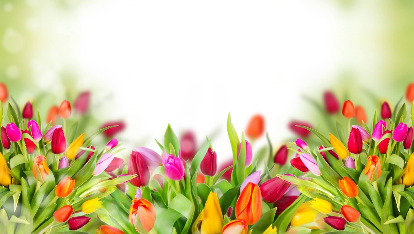 Colorful Tulip Flowers Picture