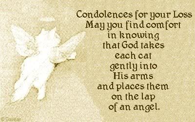 Condolences For Your Loss May You Find Comfort In Knowing That God Takes Each Cat Gently Into His Arms And Places Them On The Lap Of An Angel