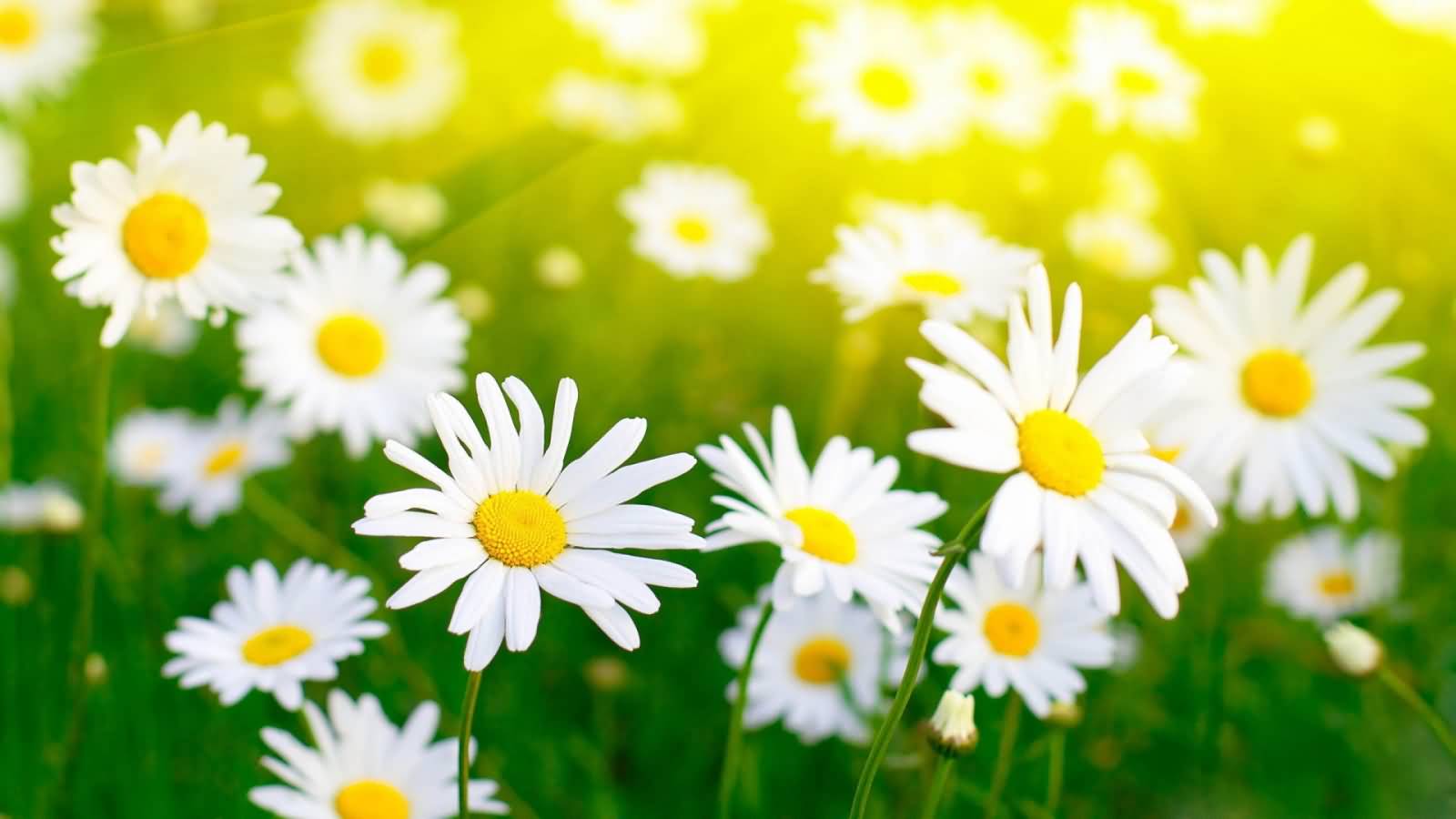 Cute Daisy Flowers Field Picture