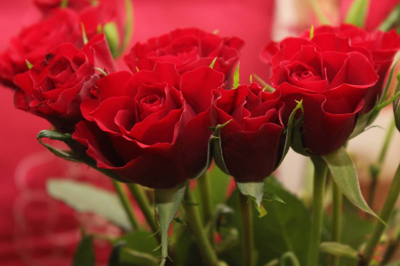 Cute Red Rose Flowers