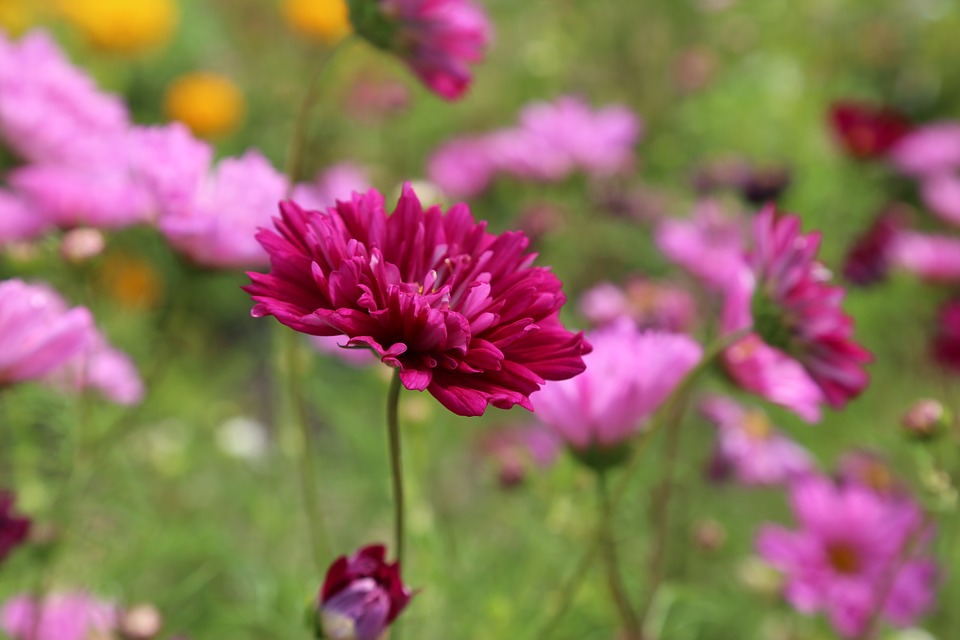 Dark Pink Flower Image