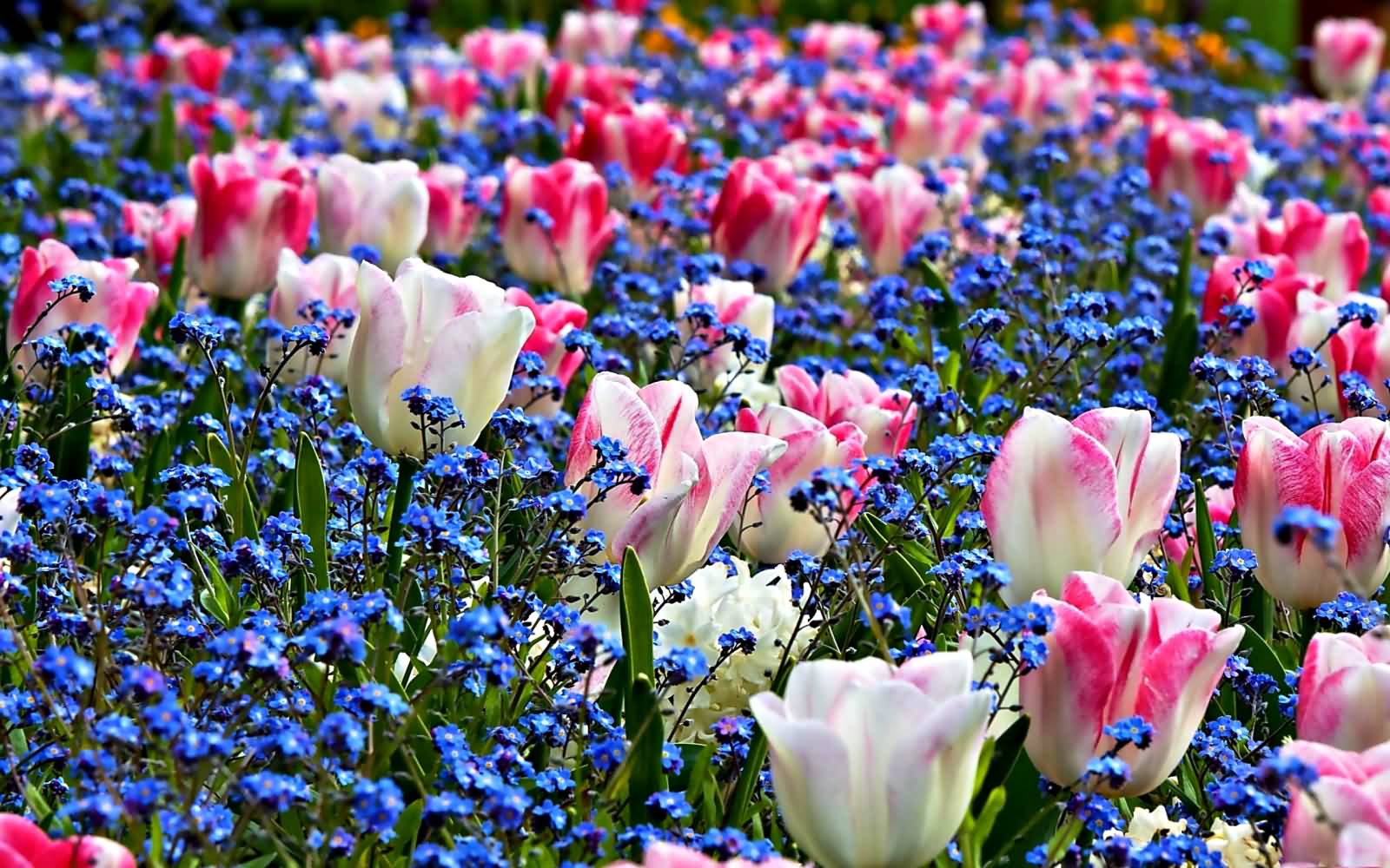 Field Of Flowers Picture