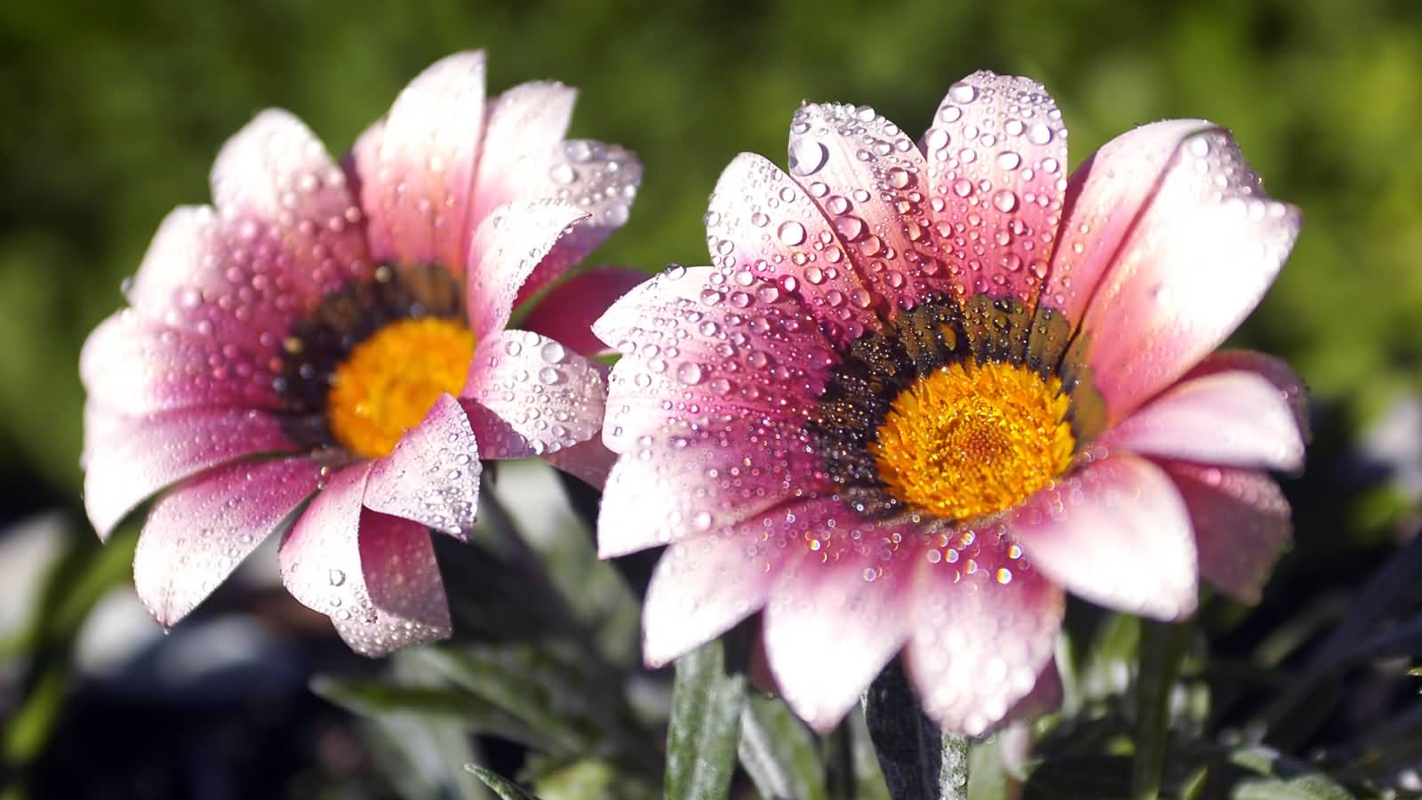 Flowers With Water Droplets Picture