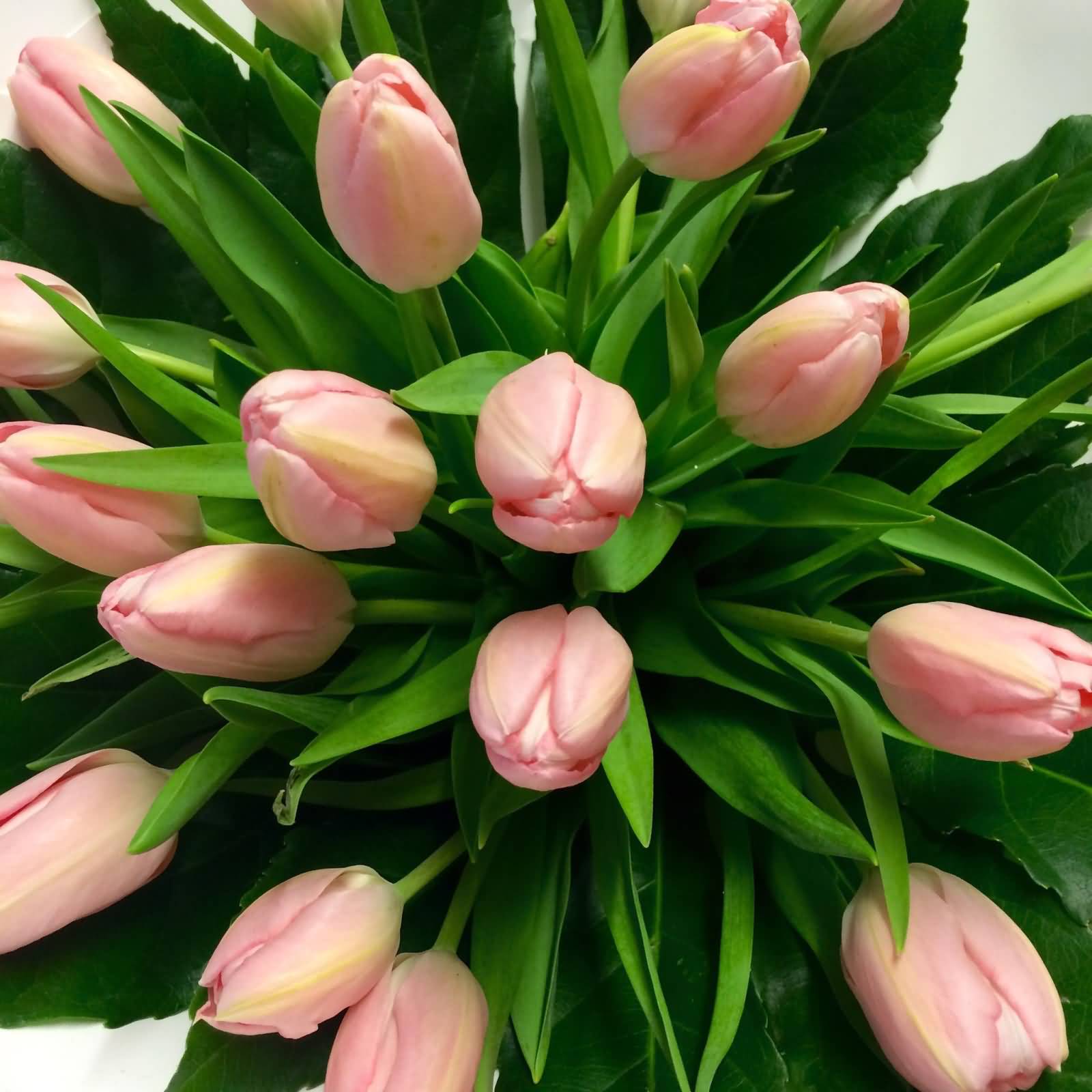 Light Pink Tulip Flowers