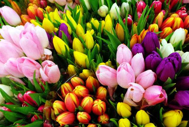 Multicolored Tulip Flowers Picture