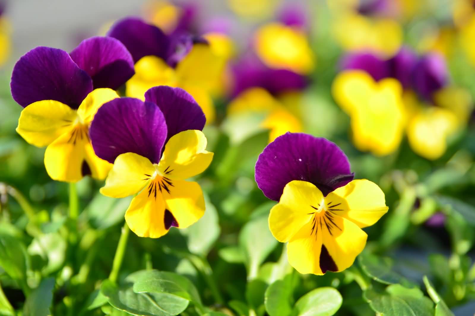 Pansy Flowers Field Picture
