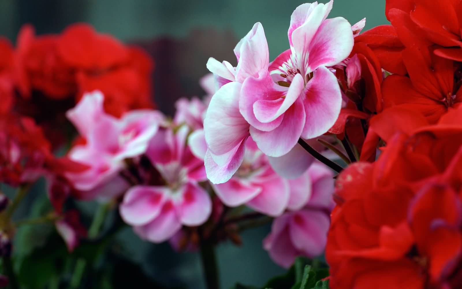Pink And Red Flowers Picture