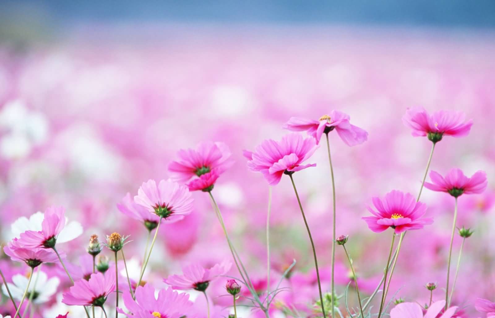 Pink And White Flowers Field
