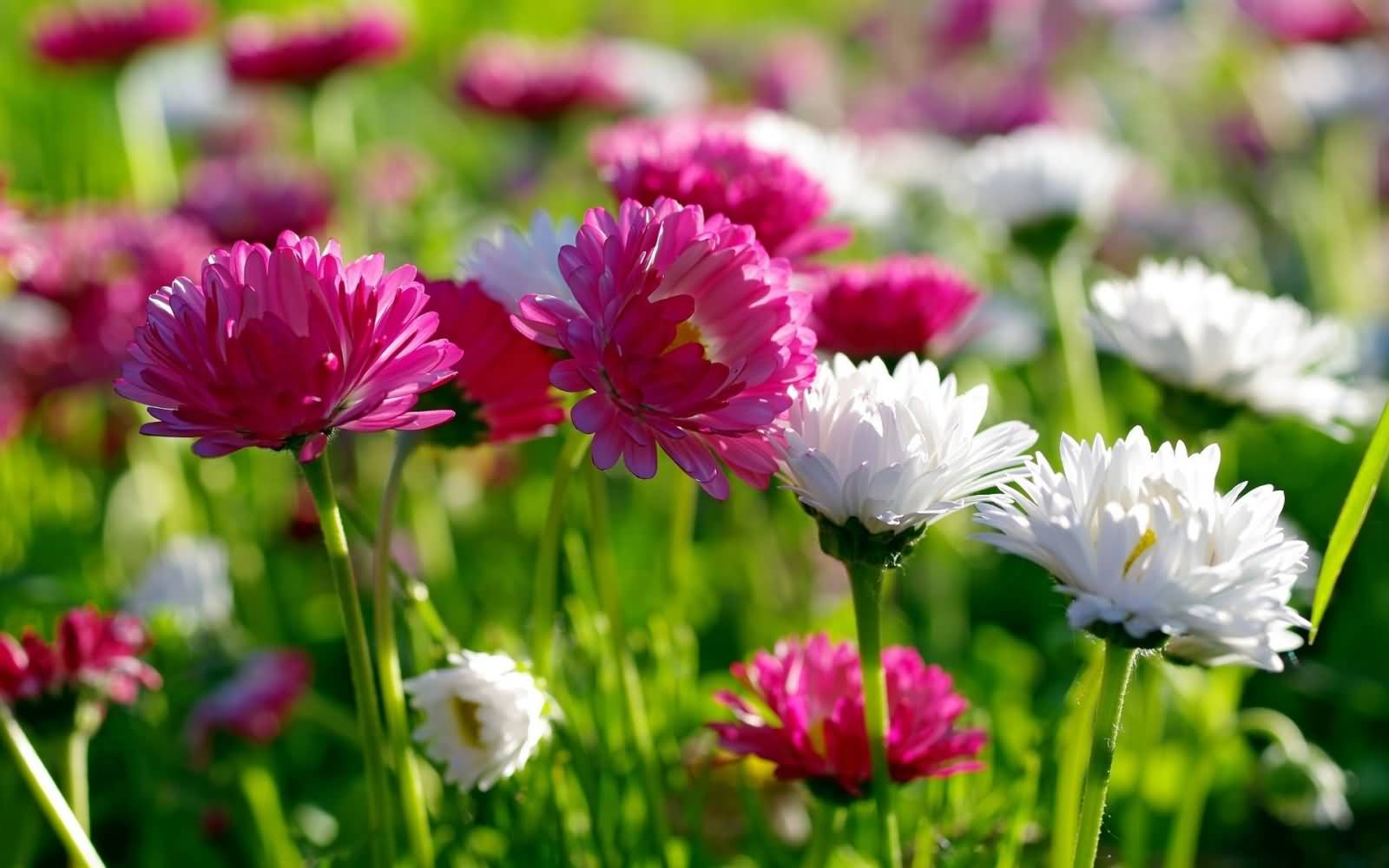 Pink And White Spring Flowers