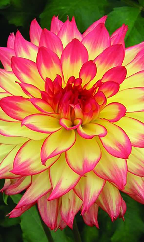 Pink And Yellow Beautiful Flower Picture