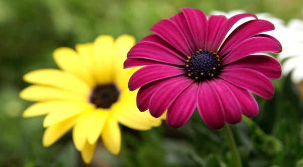 Pink And Yellow Flowers Picture