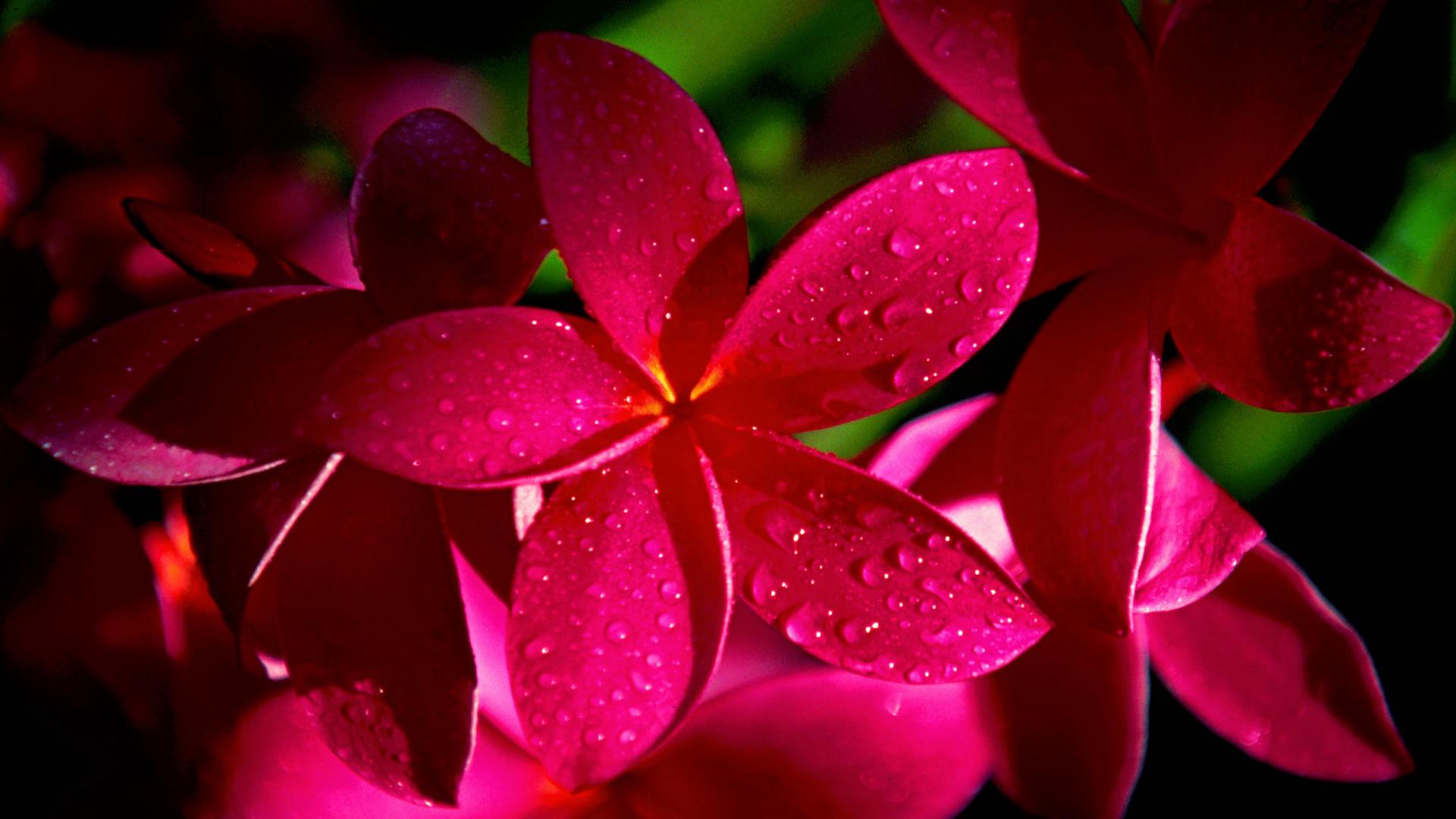 Pink Flower With Water Droplets