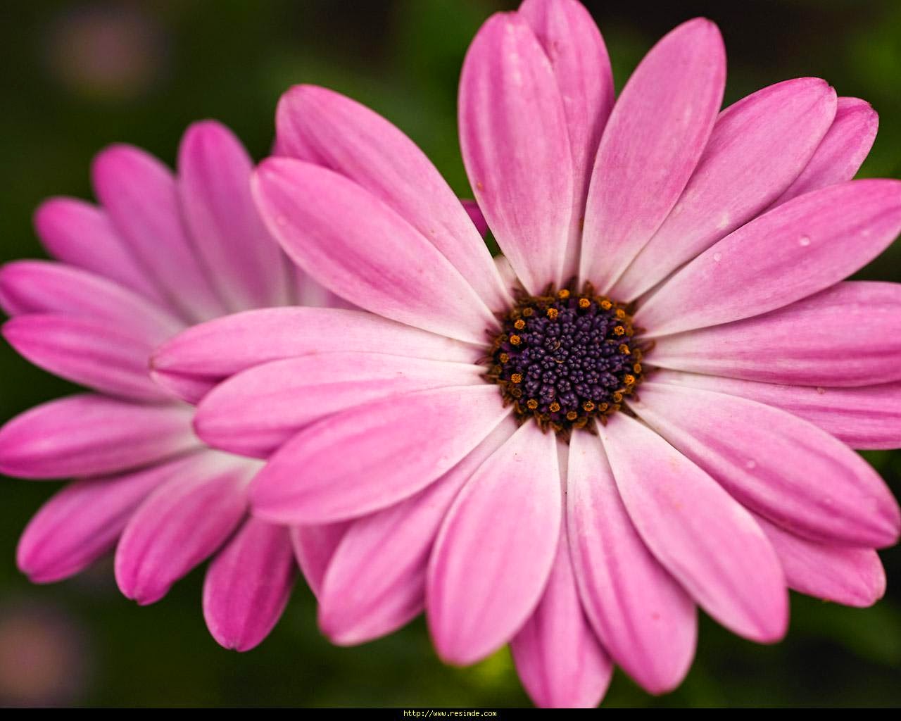 Pink Papatya Flower Picture