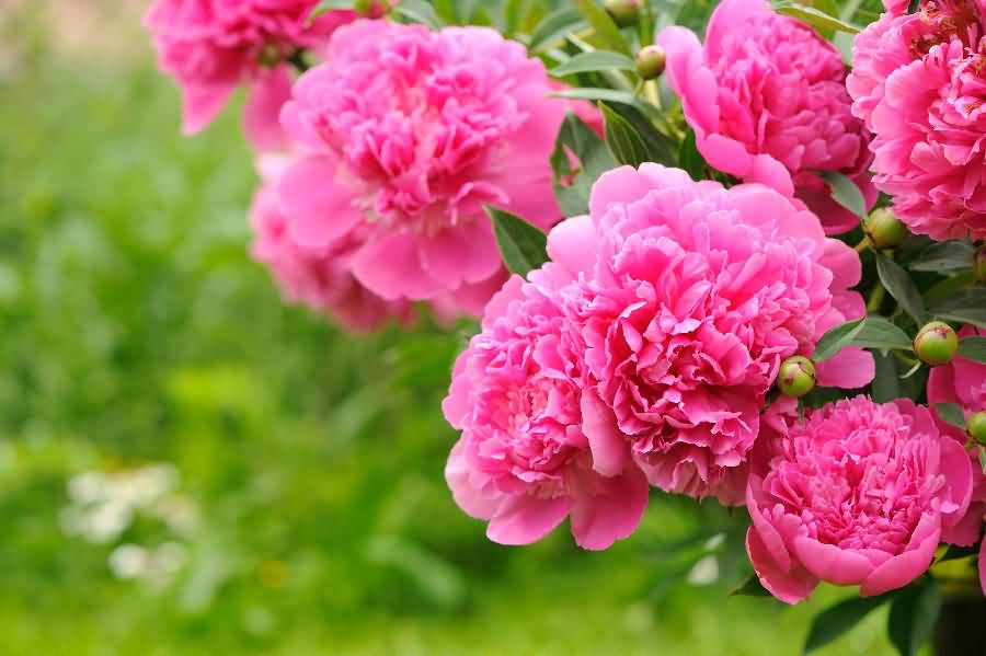 Pink Peony Flowers Picture