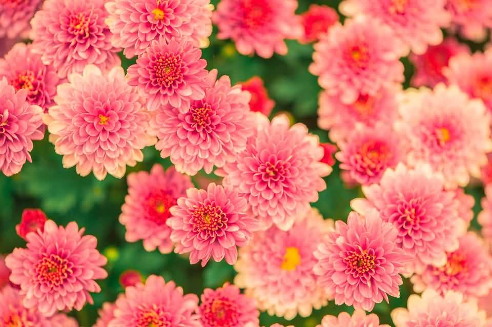 Pink Summer Flowers Garden