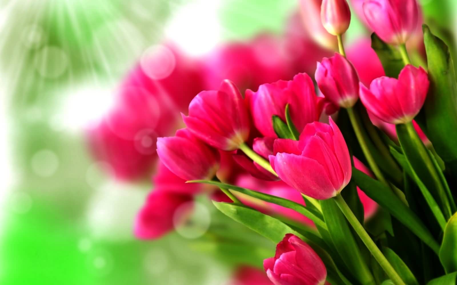 Pink Tulip Flowers Picture