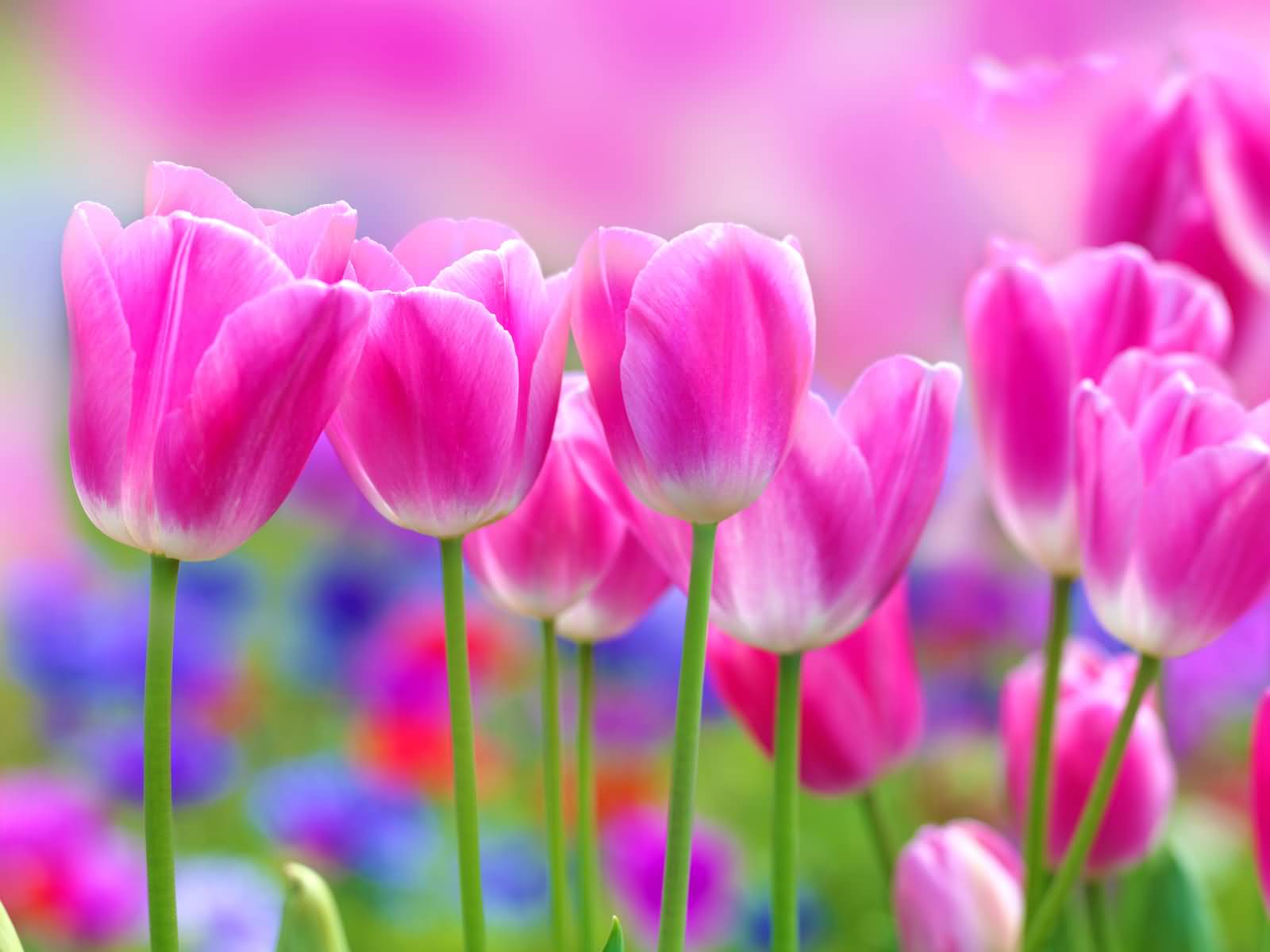 Pink Tulip Flowers